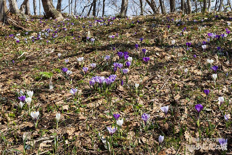 私道わきのクロッカスその2