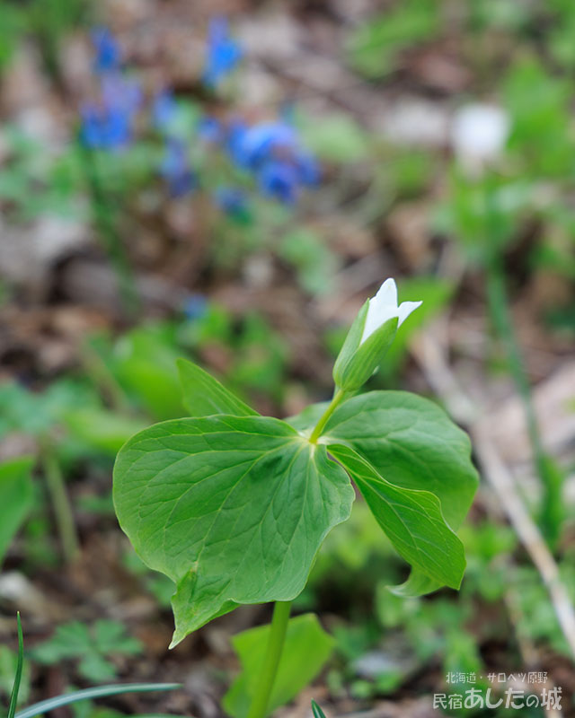 オオバナノエンレイソウとエゾエンゴサク