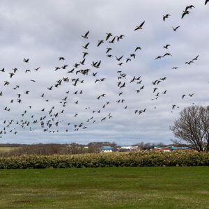 家の周りを飛び交うマガン