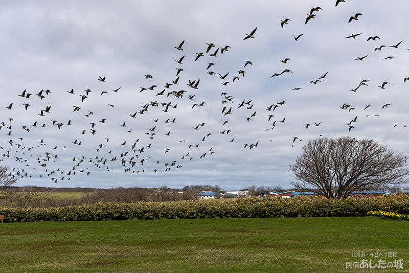 家の周りを飛び交うマガン