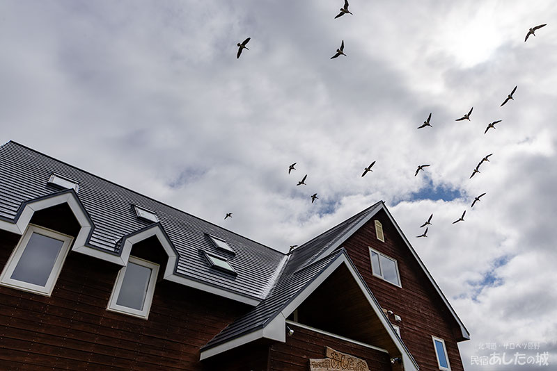 家の上空を飛ぶマガン