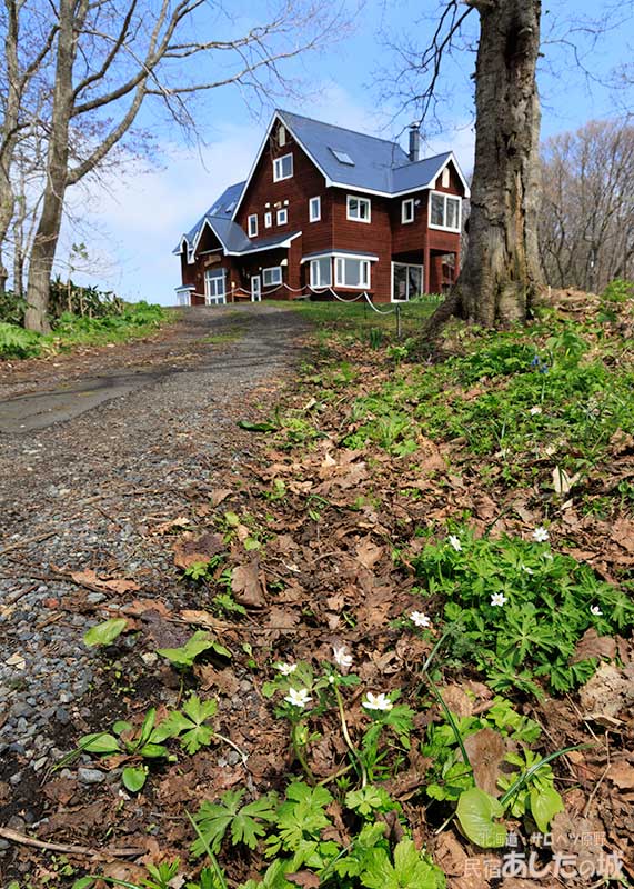 咲きだしたニリンソウ