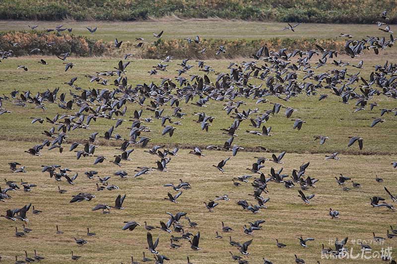 4月6日　目の前の牧草地