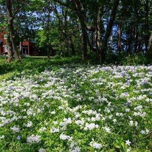 林床のツルハナシノブ02