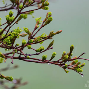 木の芽雨