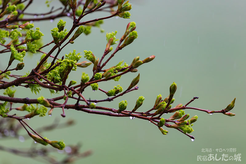 木の芽雨