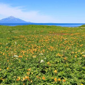 サロベツ西海岸と花々