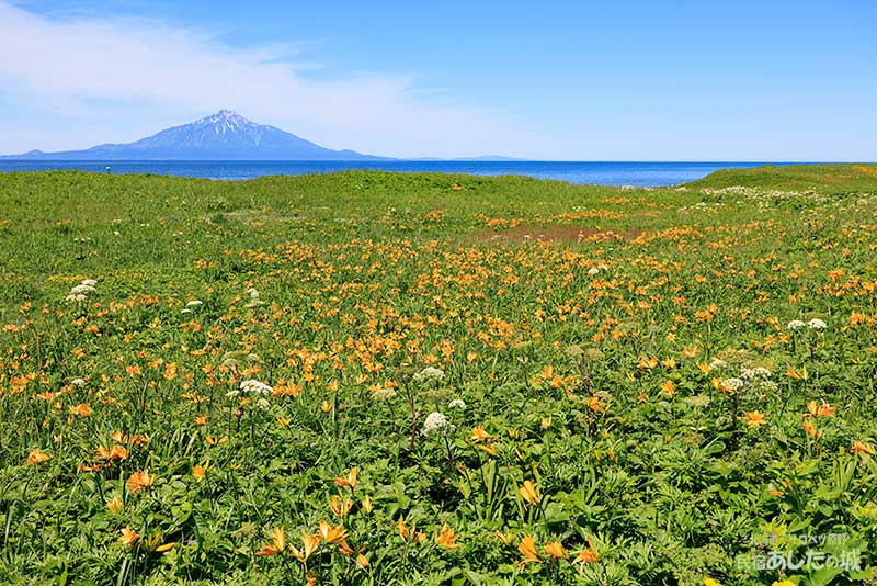 サロベツ西海岸と花々