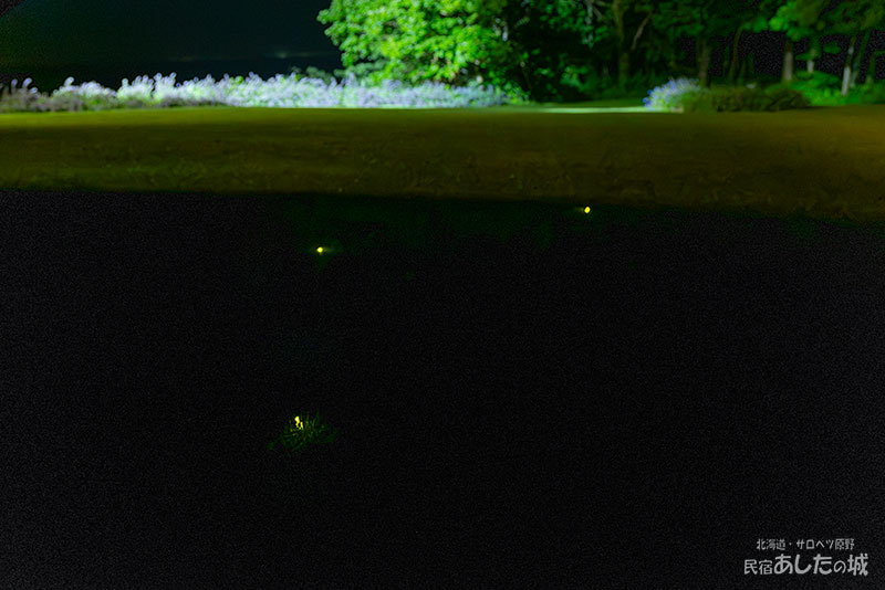 庭で光るホタル
