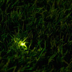芝生の陰で光るホタル