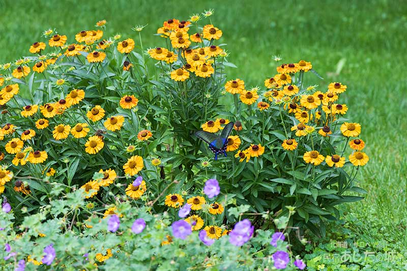花壇に来る蝶