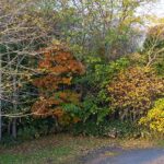 紅葉が進む駐車場の林