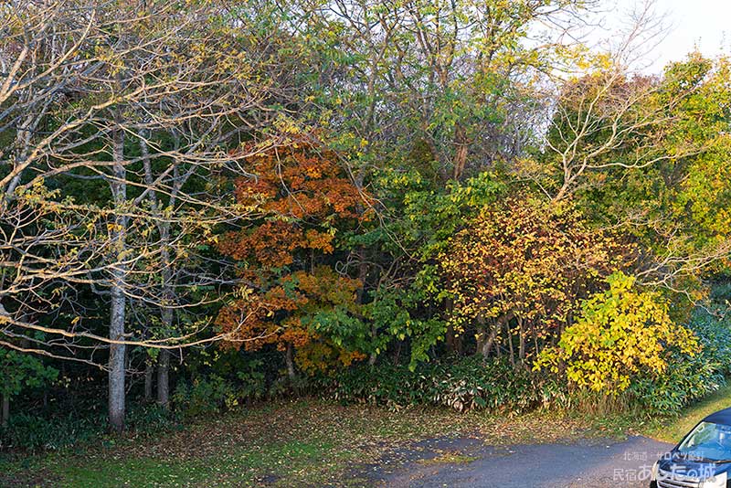 紅葉が進む駐車場の林